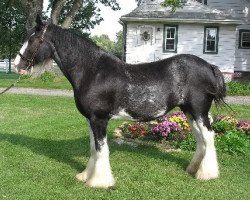 broodmare Armageddon's Mistress Ariel (Clydesdale, 1993, from Broadlea Classic Joe)