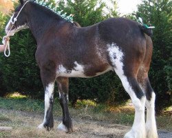 horse Armageddon's Lord Uriah (Clydesdale, 1999, from Broadlea Classic Joe)