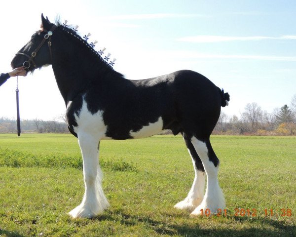 stallion Armageddon's Lord Solomon (Clydesdale, 2006, from Solomon's Tim)