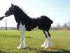 stallion Armageddon's Lord Solomon (Clydesdale, 2006, from Solomon's Tim)