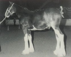 horse Armageddon's Lord Reuben (Clydesdale, 1996, from Broadlea Classic Joe)