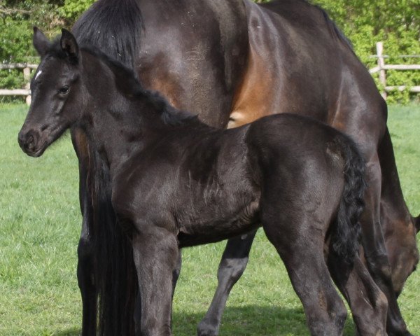 broodmare Felicitas (Hanoverian, 2015, from Feedback 16)