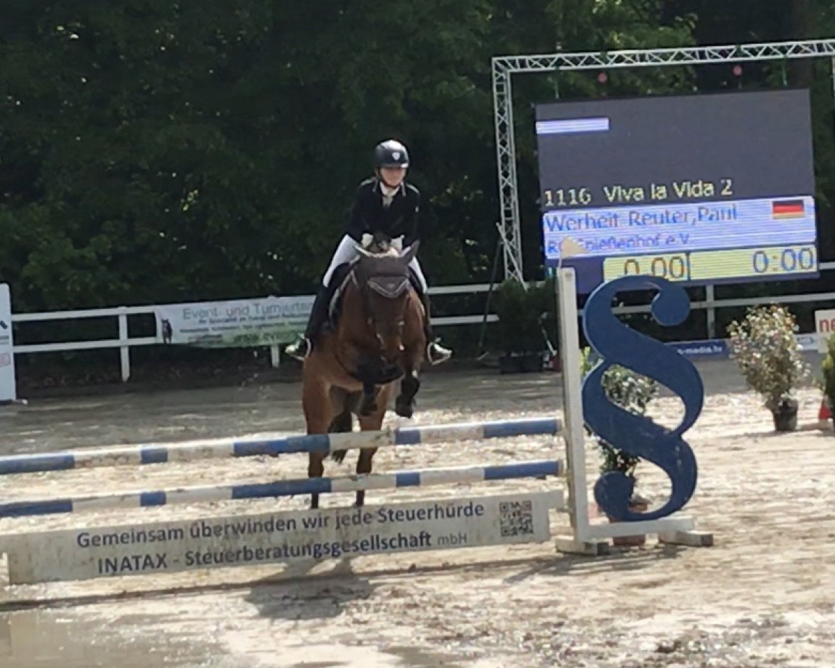 jumper Viva la Vida 2 (KWPN (Royal Dutch Sporthorse), 2005, from Ovidius)
