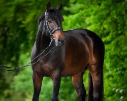 jumper Quantus vom Eigen (Swiss Warmblood, 2012, from Quality 9)