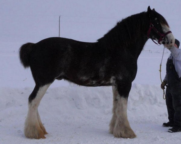 Deckhengst Armageddon's Lord Nehemiah (Clydesdale, 2003, von Northwest Glenords U.R. Arrow)