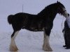 stallion Armageddon's Lord Nehemiah (Clydesdale, 2003, from Northwest Glenords U.R. Arrow)