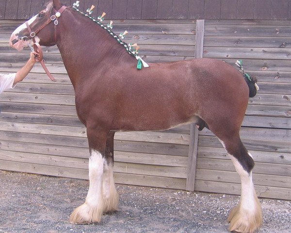 horse Armageddon's Lord Nebuchadnezzar (Clydesdale, 2002, from Northwest Glenords U.R. Arrow)