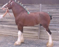 Pferd Armageddon's Lord Nebuchadnezzar (Clydesdale, 2002, von Northwest Glenords U.R. Arrow)