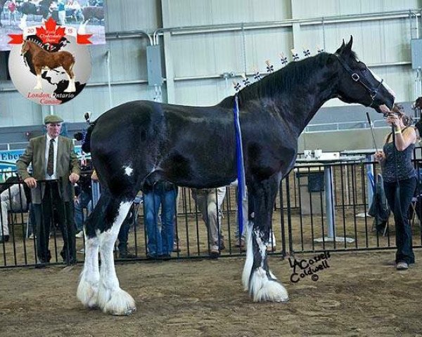 Deckhengst Armageddon's Lord Lucius (Clydesdale, 2013, von Westedge Major's Lucky)