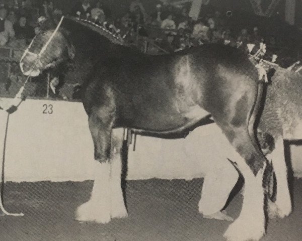 broodmare Armageddon's Mistress Julia (Clydesdale, 1991, from Armageddon's Lord Jacob)