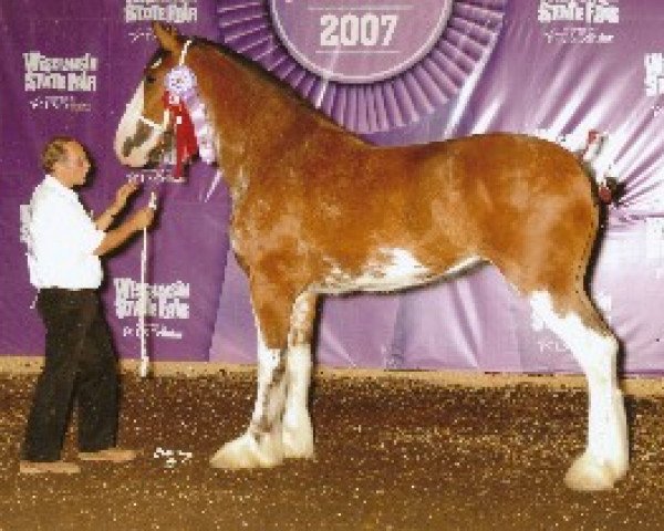 Zuchtstute Armageddon's Mistress Adriel (Clydesdale, 2005, von Solomon's Tim)