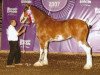 broodmare Armageddon's Mistress Adriel (Clydesdale, 2005, from Solomon's Tim)