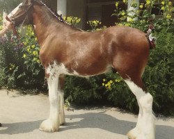 horse Armageddon's Lord Ezrah (Clydesdale, 2013, from Westedge Major's Lucky)