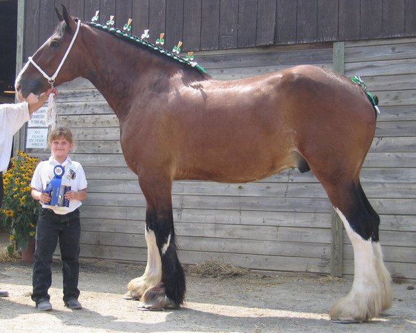 Pferd Armageddon's Lord Joel (Clydesdale, 2000, von Armageddon's Lord Samson)