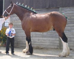 horse Armageddon's Lord Joel (Clydesdale, 2000, from Armageddon's Lord Samson)