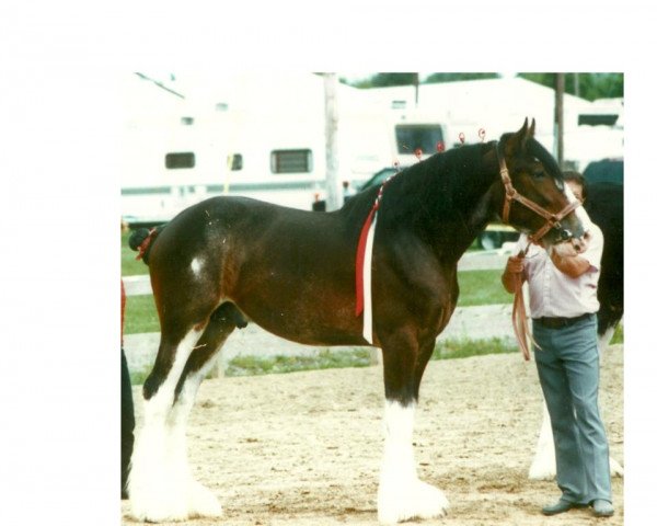 Deckhengst Armageddon's Lord David (Clydesdale, 1992, von Armageddon's Lord Jacob)