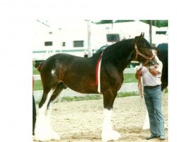 Deckhengst Armageddon's Lord David (Clydesdale, 1992, von Armageddon's Lord Jacob)