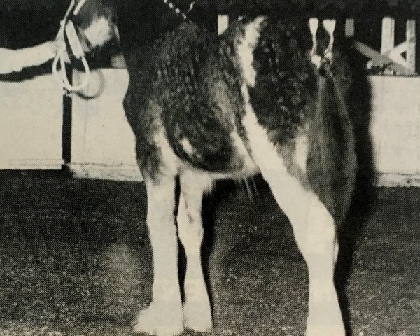 stallion Armageddon's Lord Abraham (Clydesdale, 1988, from Solomon's Commander)