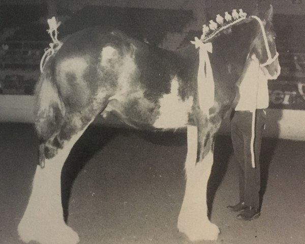 stallion Armageddon's Lord Abner (Clydesdale, 1994, from Broadlea Classic Joe)