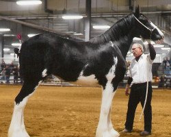 Zuchtstute Armageddon's Mistress Meira (Clydesdale, 2016, von Westedge Major's Lucky)