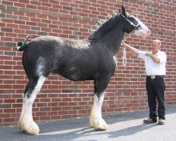 broodmare Armageddon's Mistress Moriah (Clydesdale, 1993, from Broadlea Classic Joe)