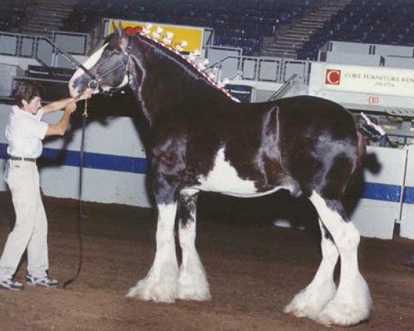 Deckhengst Armageddon's Lord Caleb (Clydesdale, 1996, von Northwest Glenords Shea)