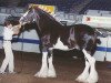 Deckhengst Armageddon's Lord Caleb (Clydesdale, 1996, von Northwest Glenords Shea)