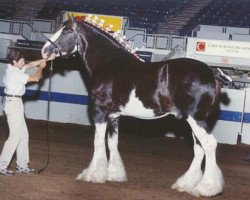 stallion Armageddon's Lord Caleb (Clydesdale, 1996, from Northwest Glenords Shea)