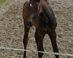 jumper Caleyla (Hanoverian, 2019, from Clinton's Heart)