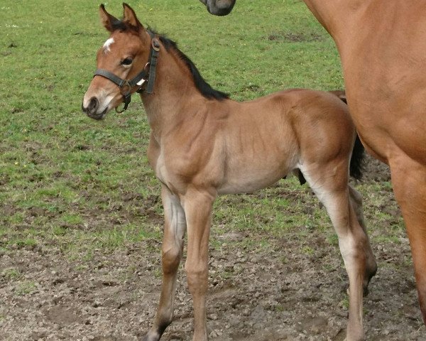 jumper Dobby de Plaisir (Hanoverian, 2019, from Diamant de Plaisir 178 FIN)