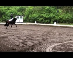 dressage horse Dia'Mante (Oldenburg, 2012, from Dark Dressed Man)