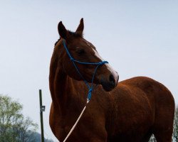 broodmare Starlett (Zweibrücken, 1993, from Sandro Son)