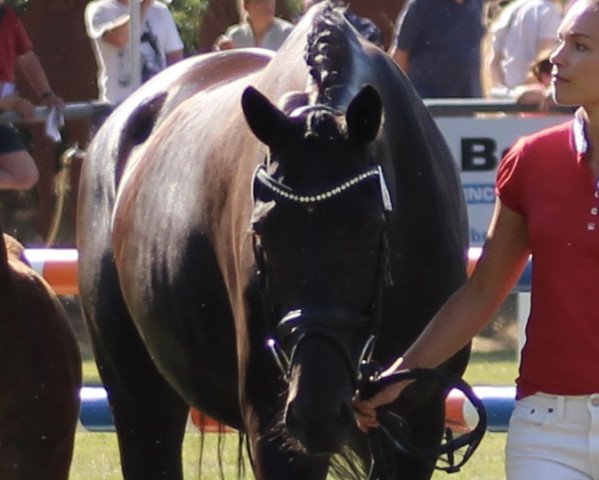 broodmare Dropshot Veluw (Royal Warmblood Studbook of the Netherlands (KWPN), 2008, from Jazz)