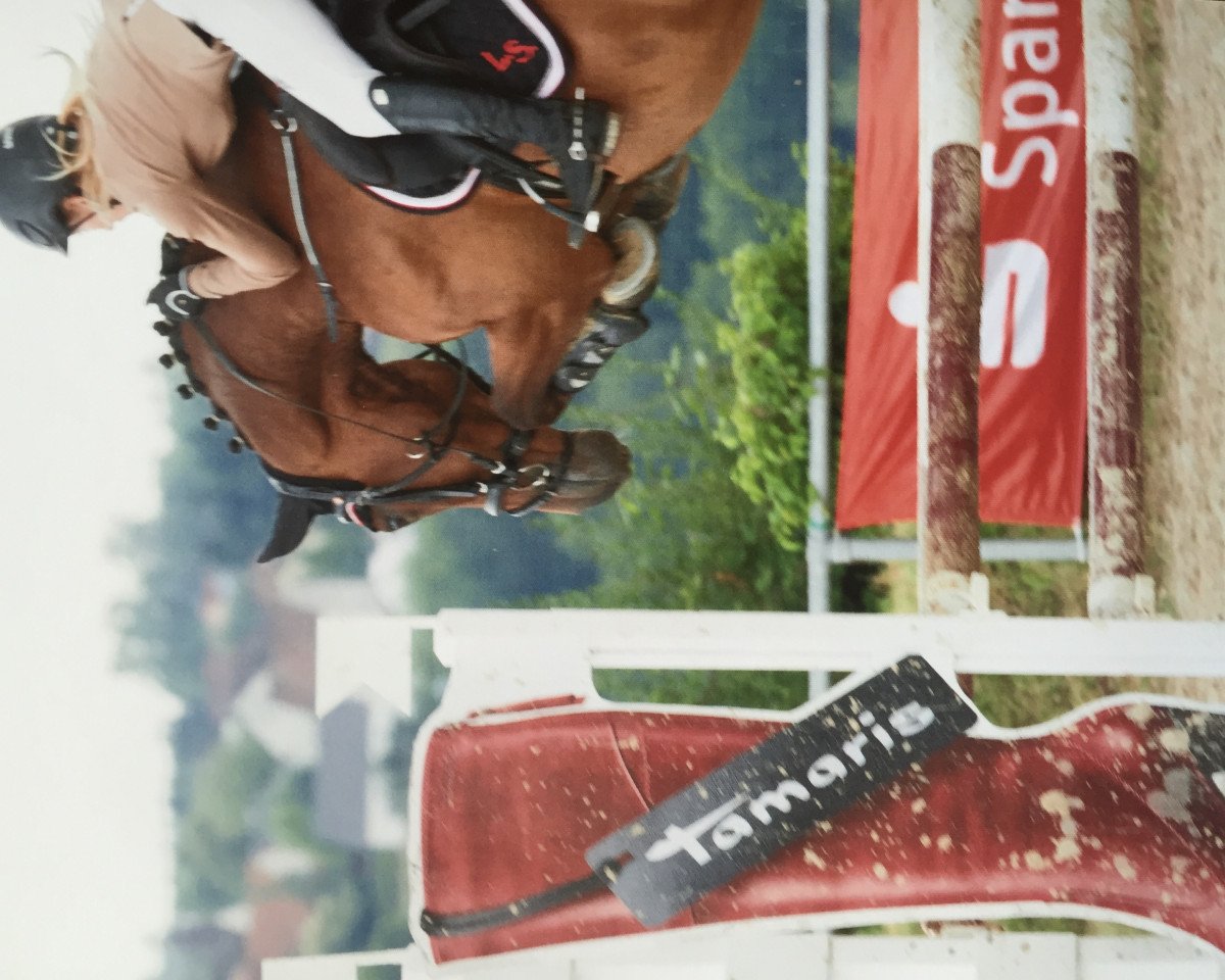 Springpferd Speedy 433 (Zweibrücker, 2011, von Salento)