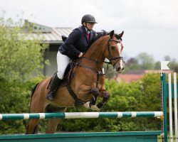 Springpferd Catanier (Deutsches Sportpferd, 2011, von Casdorff)