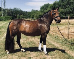 Pferd Casscaya de la Caprice (Deutsches Reitpony, 2011)