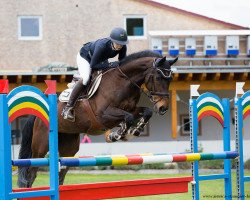 jumper Cult (German Sport Horse, 2009, from Contenaro)