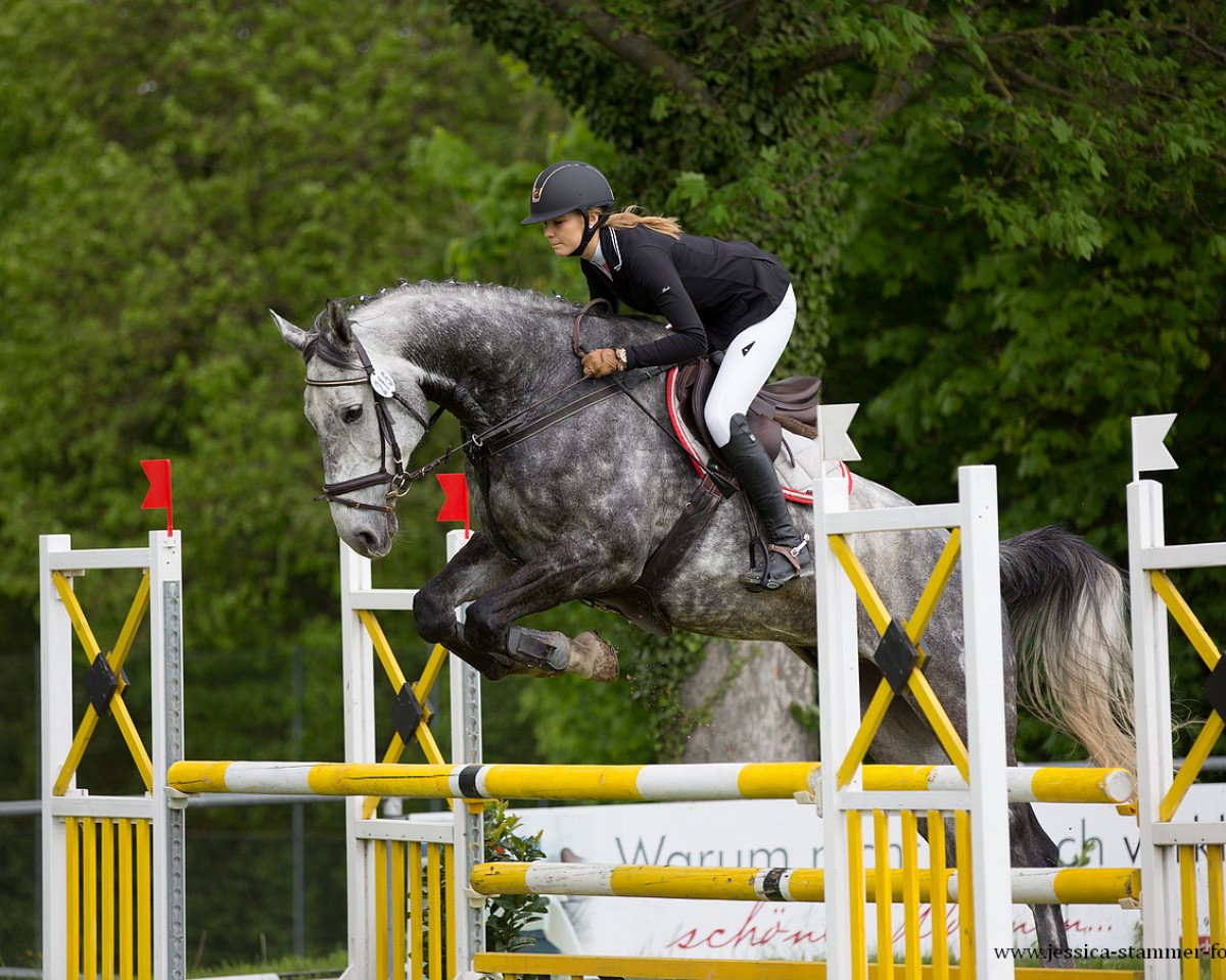 jumper Corelly 2 (Oldenburg show jumper, 2010, from Colbert GTI)