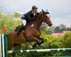 Springpferd Cicero H (Deutsches Sportpferd, 2005, von Celano)