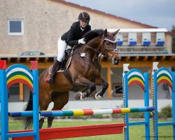 jumper Cayenne 236 (German Sport Horse, 2010, from Lewinski)