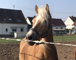 dressage horse Ashley (Haflinger, 2008, from Anthony)