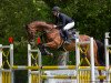 jumper Last Prince (Oldenburg show jumper, 2011, from Last Mans Hope)