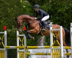 jumper Last Prince (Oldenburg show jumper, 2011, from Last Mans Hope)