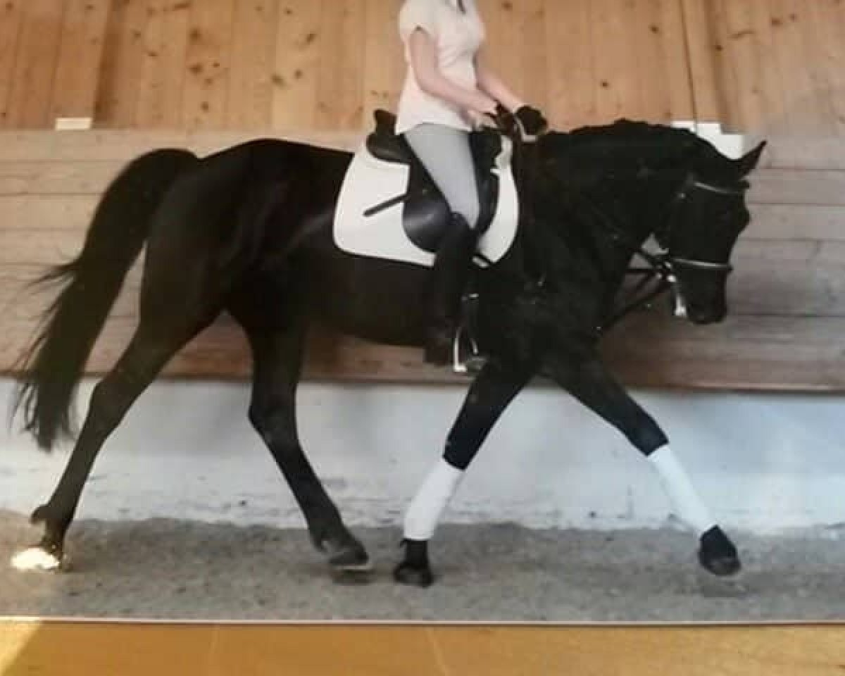 broodmare Samba (Pony without race description, 2003)
