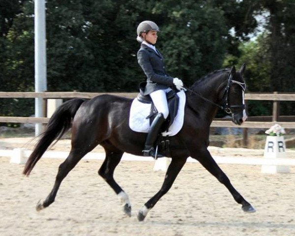 dressage horse Desparo (German Riding Pony, 2001, from Diamond Dream)
