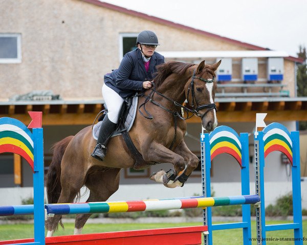jumper Umbaro (Hanoverian, 2012, from Uccello)