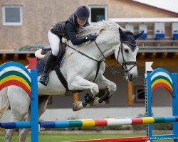 Springpferd Lavia Hoem (Dänisches Warmblut, 2005, von Louvre S)