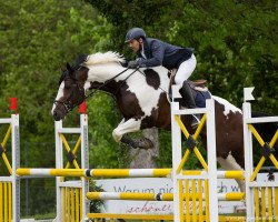 stallion Hahnenhofs Rox du Rouet (Württemberger, 2012, from Roxett)