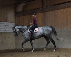 jumper Trust Me 10 (Zangersheide riding horse, 2009, from Titanic)