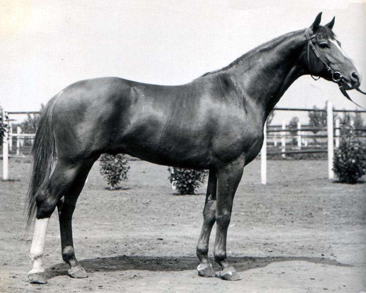 stallion Vichodez (Russian Trakehner, 1970, from Hrip)